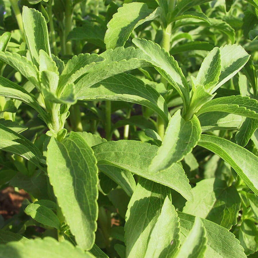 stevia sugar plant seeds Sugarleaf Organic Stevia Seeds
