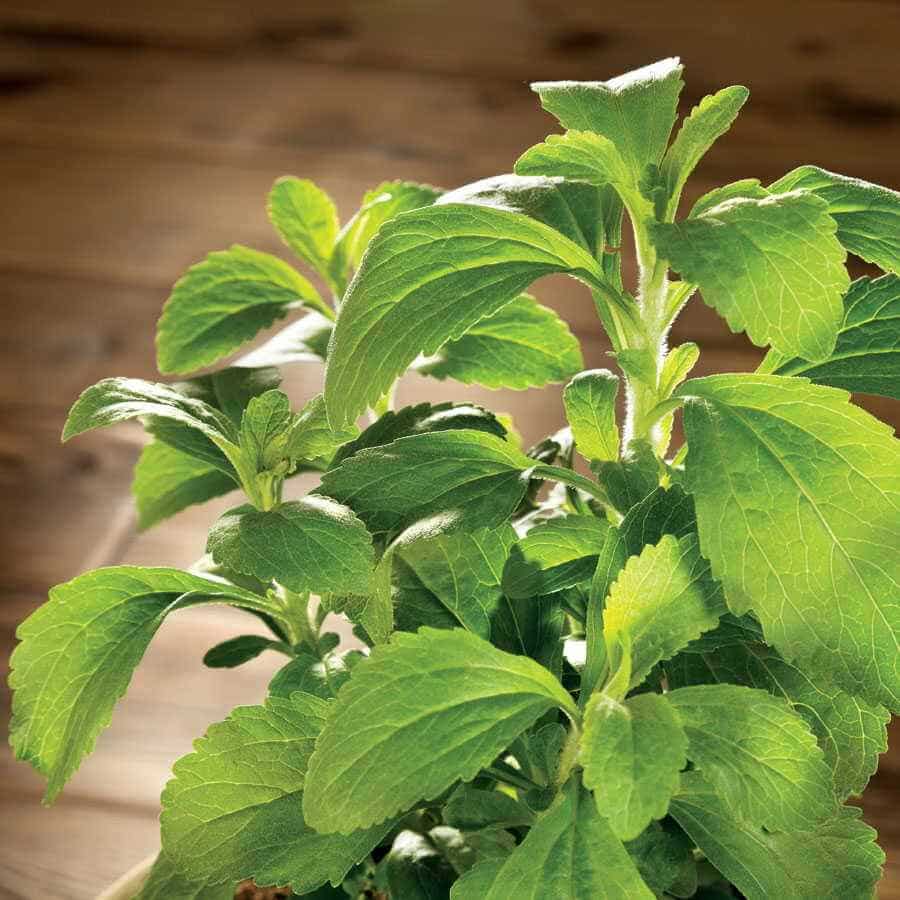 Sugarleaf Organic Stevia Seeds