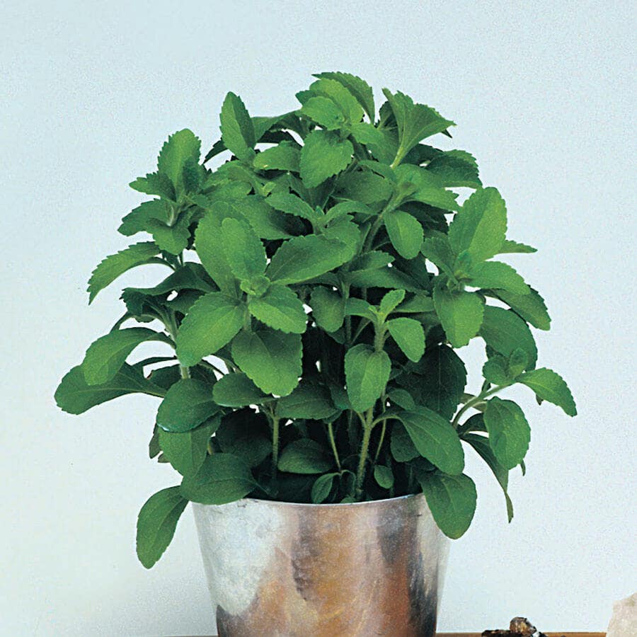 Sugarleaf Organic Stevia Seeds