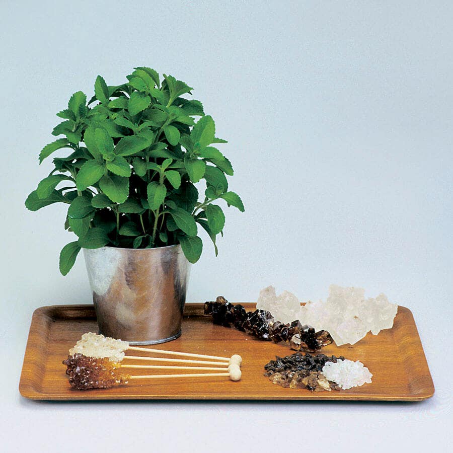 Sugarleaf Organic Stevia Seeds