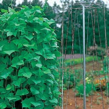 tower garden planting seeds Pole Bean Growing Tower – Park Seed