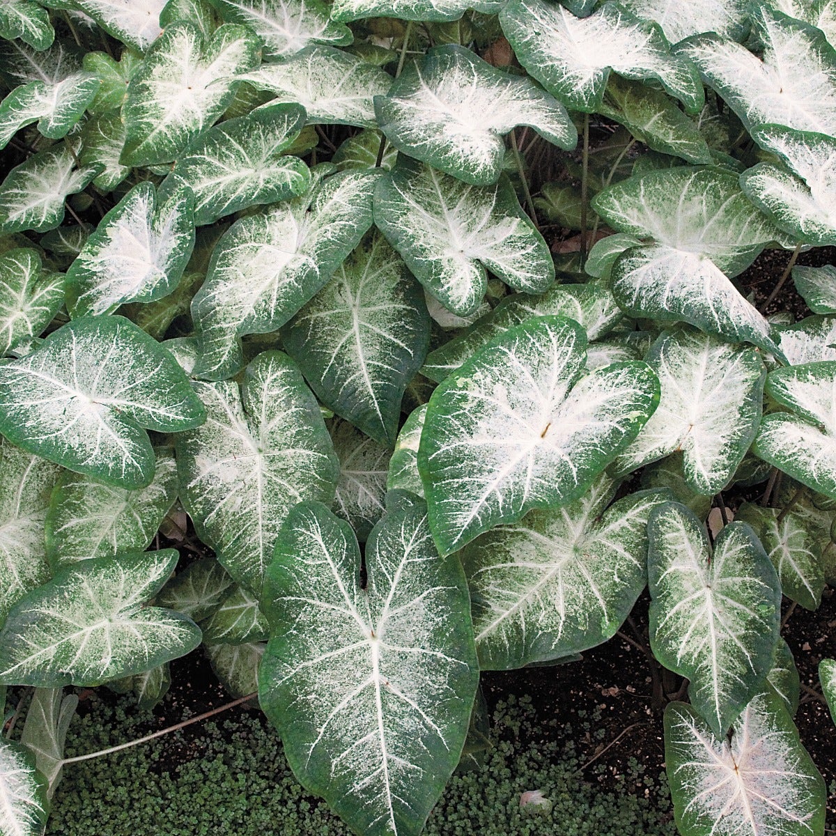 Caladium Aaron Bulbs