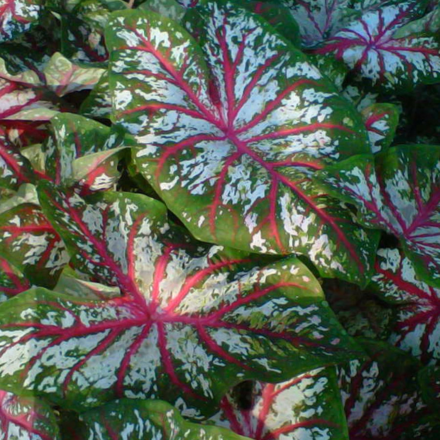 Tapestry Caladium Bulbs