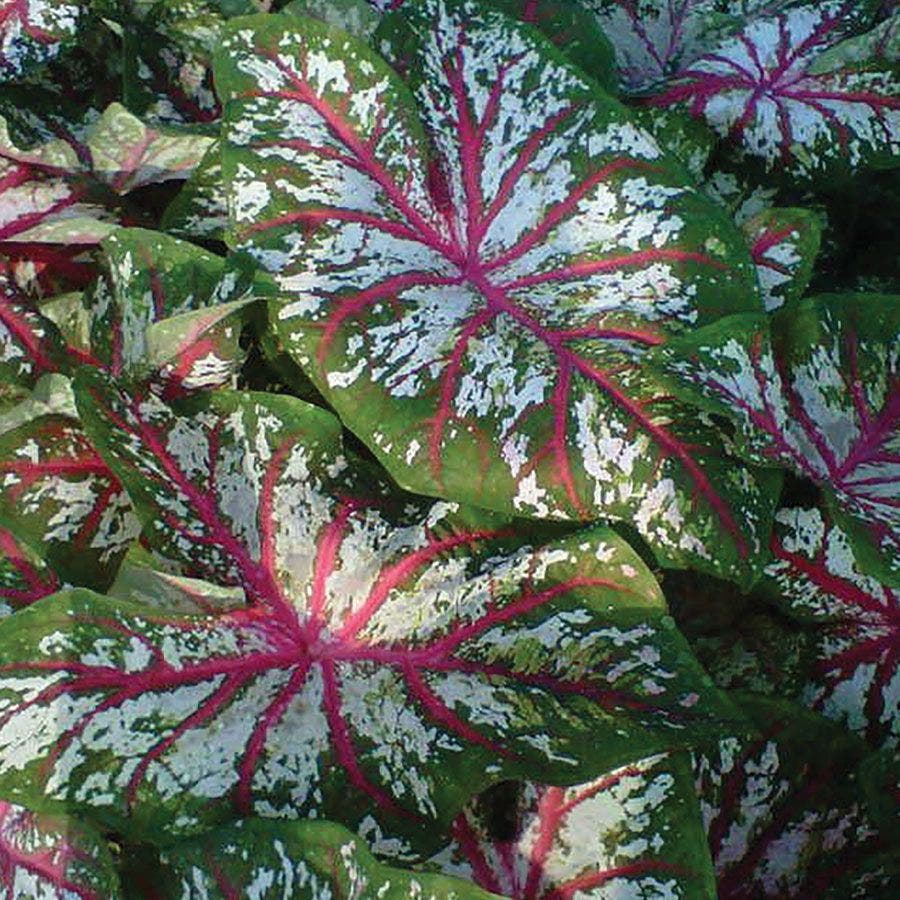 Tapestry Caladium Bulbs