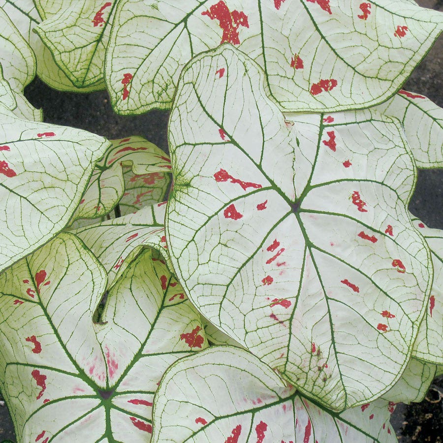 Caladium Strawberry Star Bulbs