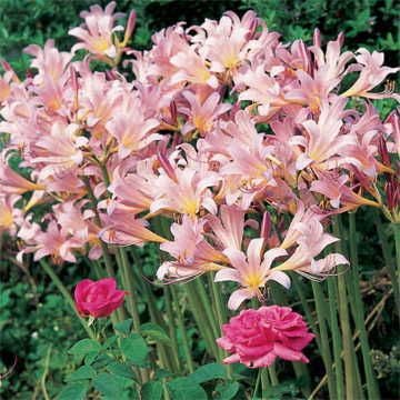 Magic Lily Bulb