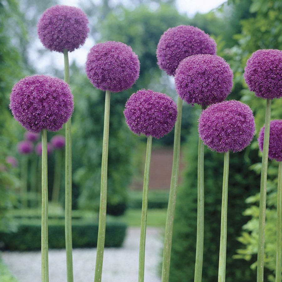 allium giganteum flower seeds Allium Giganteum Ornamental Onion Bulb