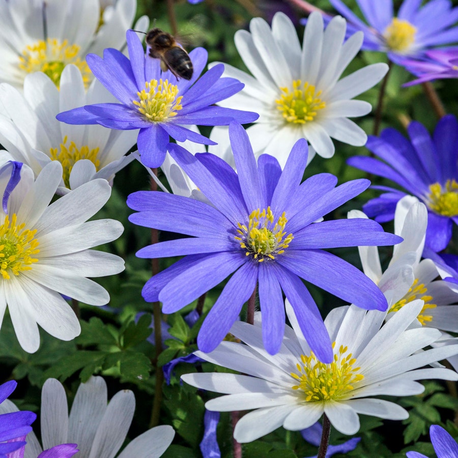 Anemone Blanda Mix Bulbs