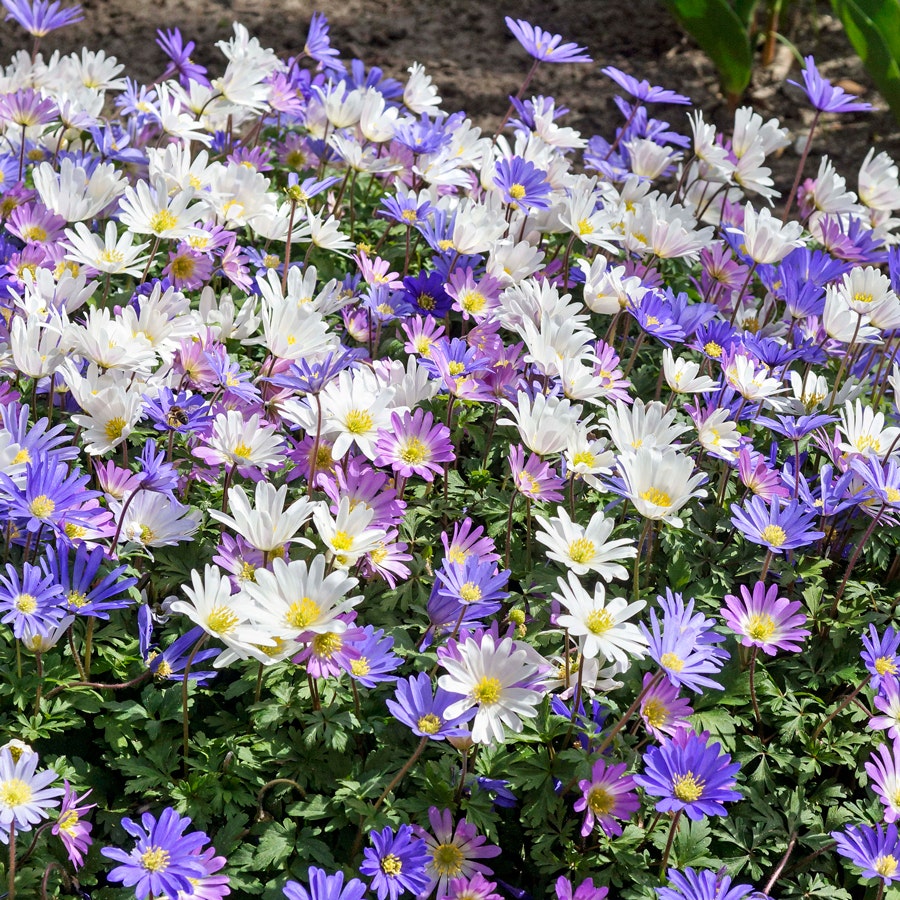 Anemone Blanda Mix Bulbs