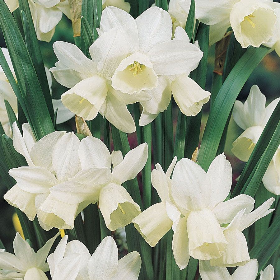 'Ice Wings' Daffodil Bulbs