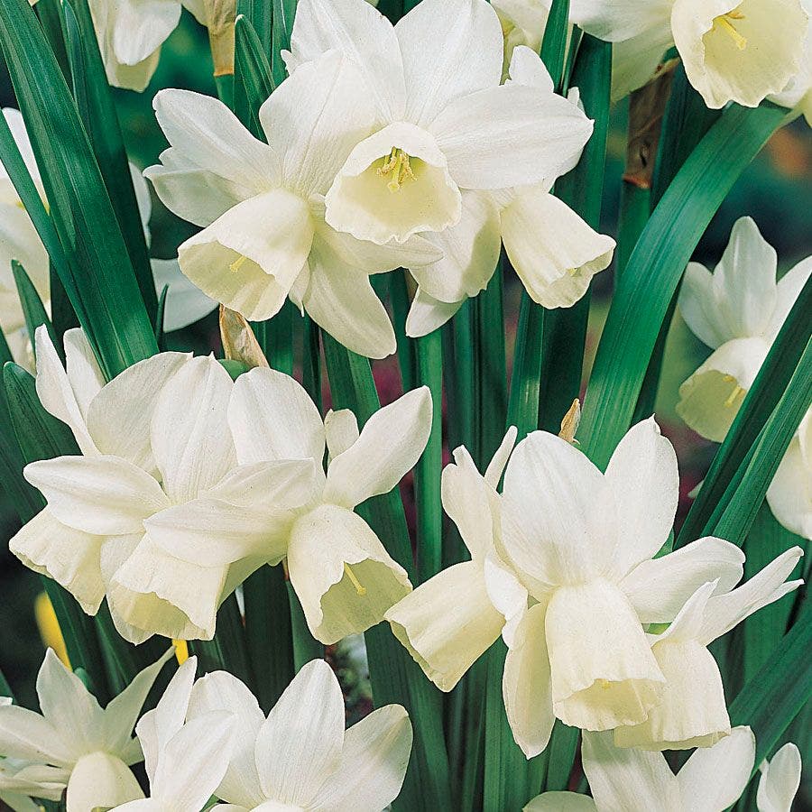 'Ice Wings' Daffodil Bulbs