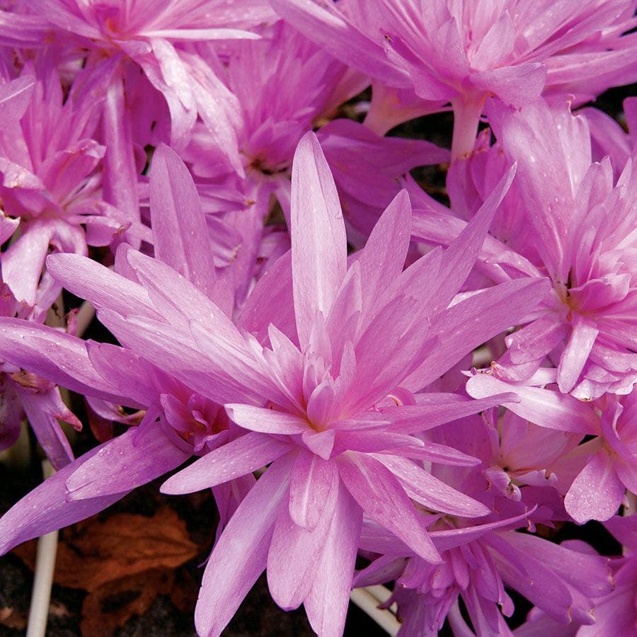 'Waterlily' Autumn Crocus (Colchicum) Bulb