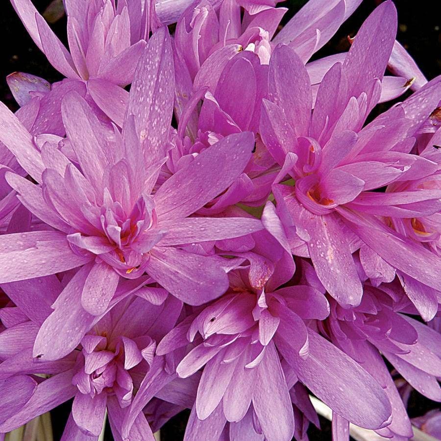 'Waterlily' Autumn Crocus (Colchicum) Bulb