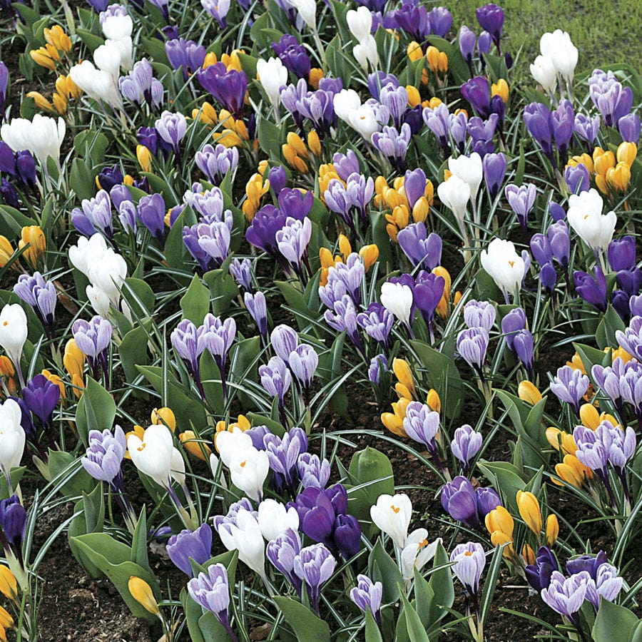 Large-Flowered Economy Mix Crocus Bulbs