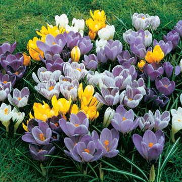 Large-Flowered Economy Mix Crocus Bulbs