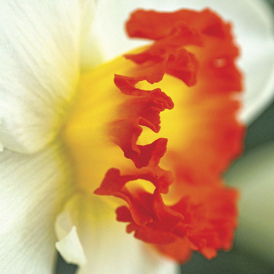 'Ring of Fire' Daffodil Bulbs