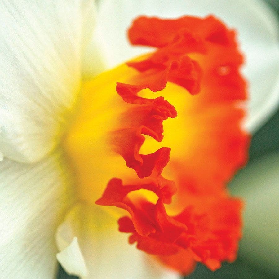 'Ring of Fire' Daffodil Bulbs