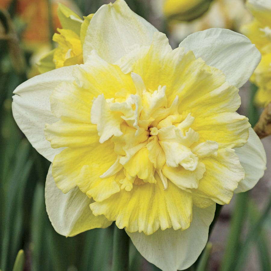 'Ice King' Daffodil Bulbs