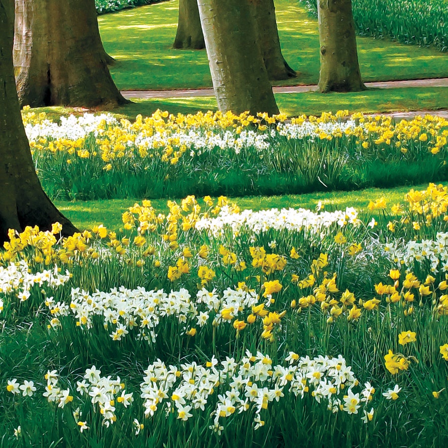 Naturalizing Mix Daffodil Bulbs