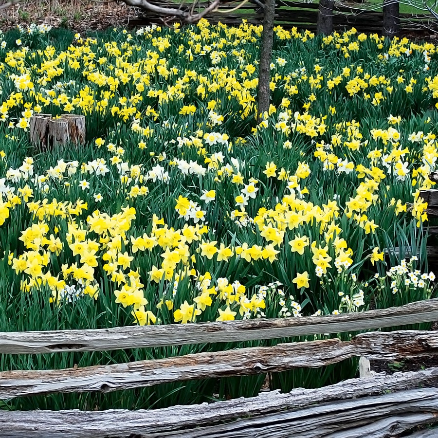 Naturalizing Mix Daffodil Bulbs
