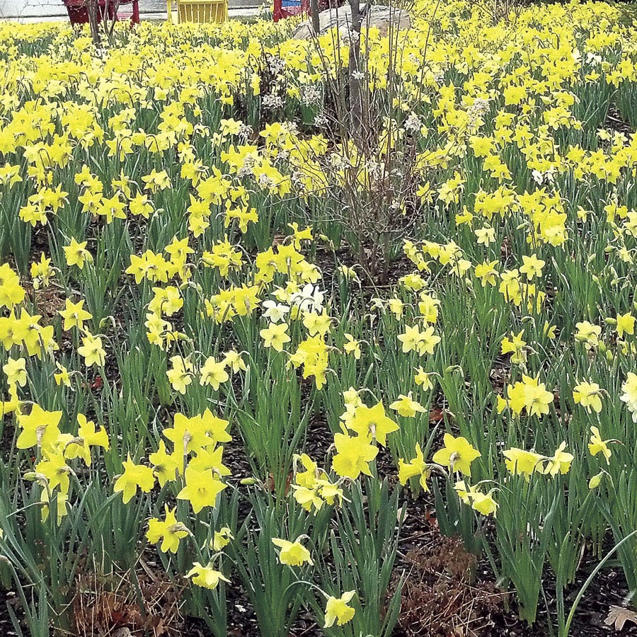 Naturalizing Mix Daffodil Bulbs