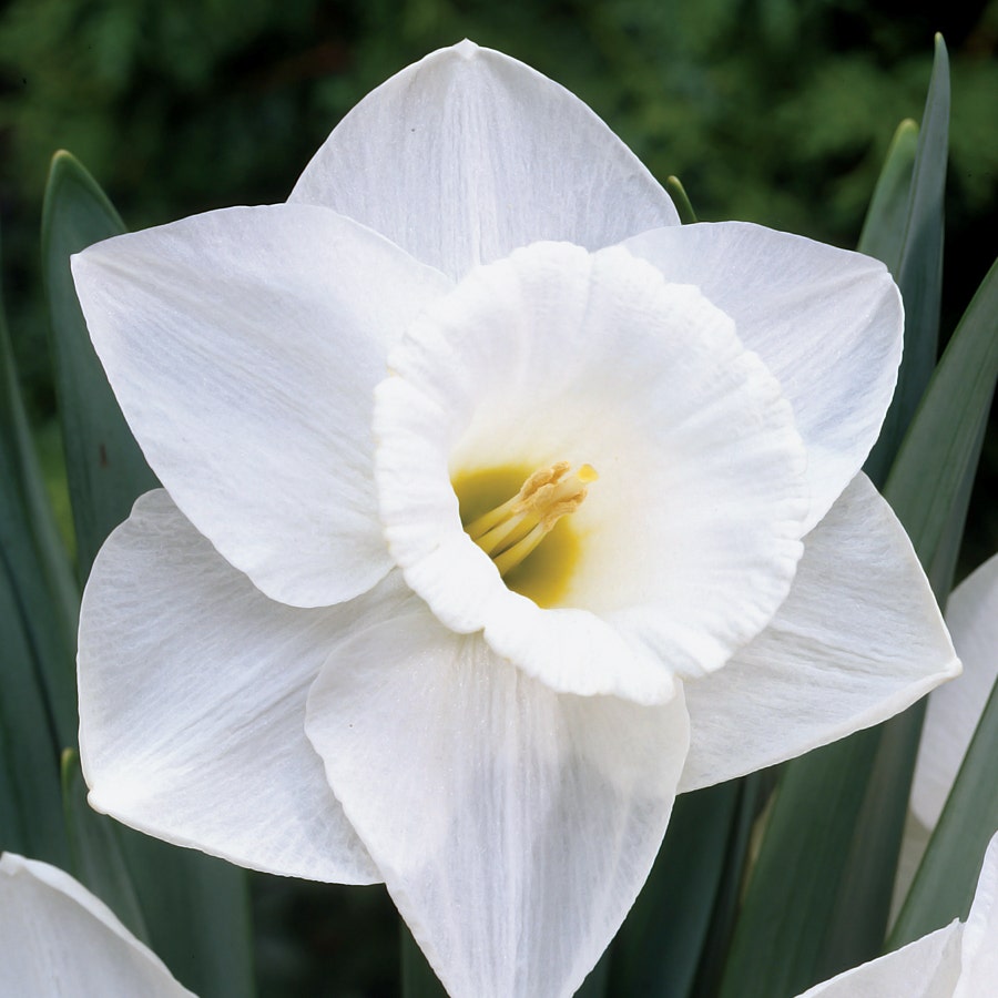 Narcissus 'Mount Hood'