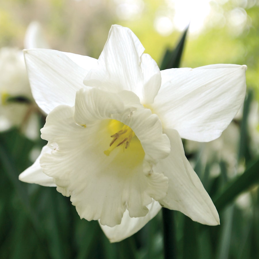 Narcissus 'Mount Hood'