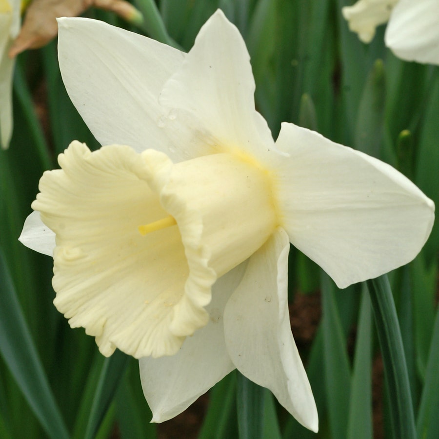 Narcissus 'Mount Hood'