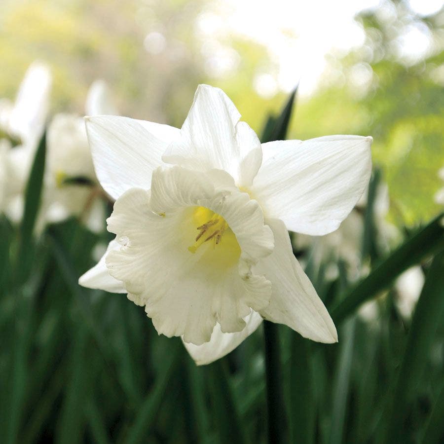 Narcissus 'Mount Hood'