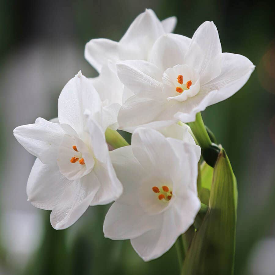 narcissus flower seeds Paperwhite Daffodil Bulbs