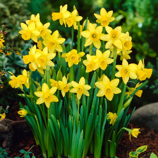 Narcissus Tete A Tete Daffodil Bulbs