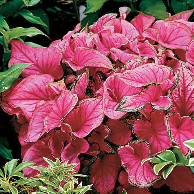 'Sweetheart' Caladium Bulbs