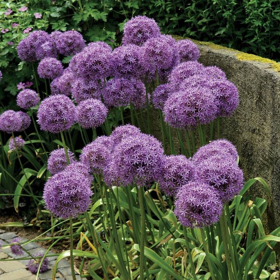'Globemaster' Ornamental Onion Bulb