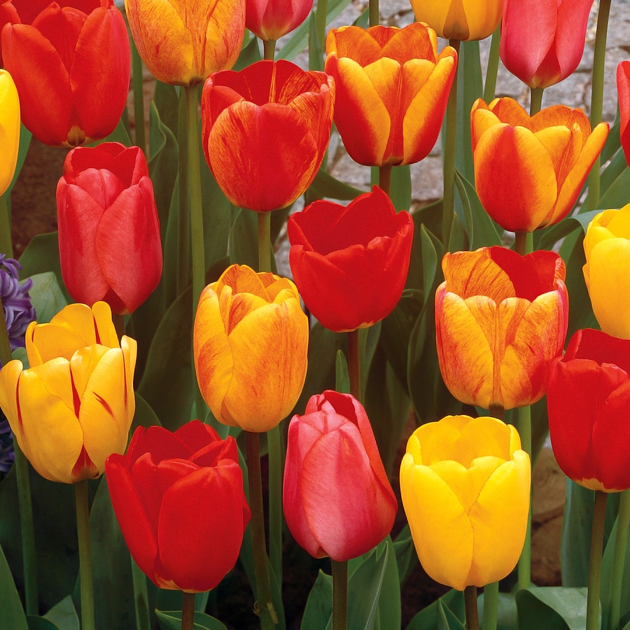Darwin Hybrid Mix Tulip Bulbs