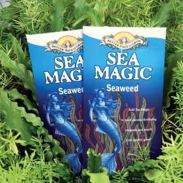 seaweed fertilizer for succulents Sea Magic Plant Growth Stimulant | 1 Ounce