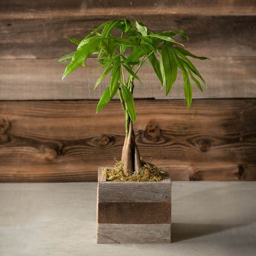 tree seed planter Money Tree in Reclaimed Wood Planter