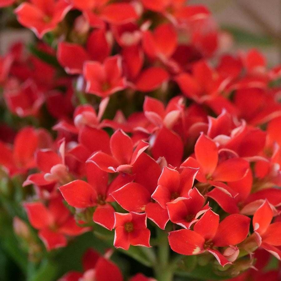 Red Kalanchoe in Reclaimed Wood