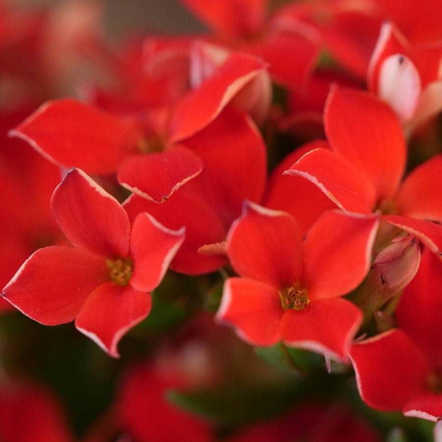 Red Kalanchoe in Reclaimed Wood