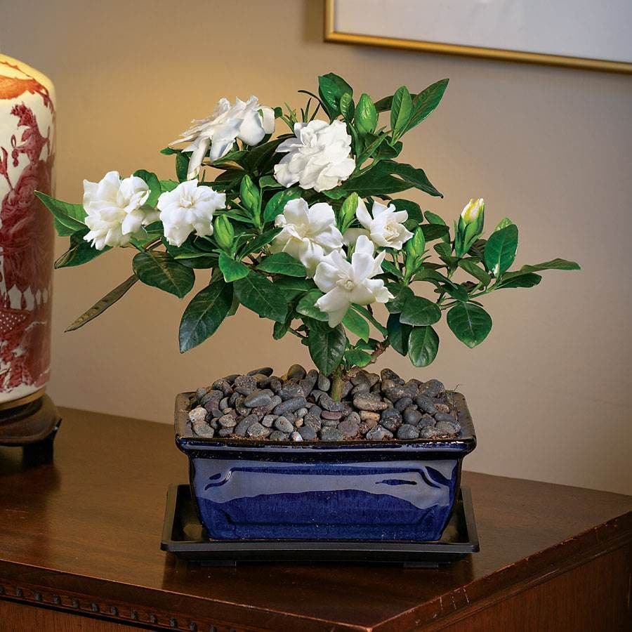 gardenia bonsai tree meaning Gardenia Bonsai