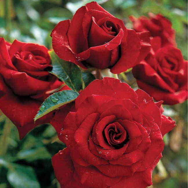 black magic rose seeds Black Magic® Hybrid Tea Rose