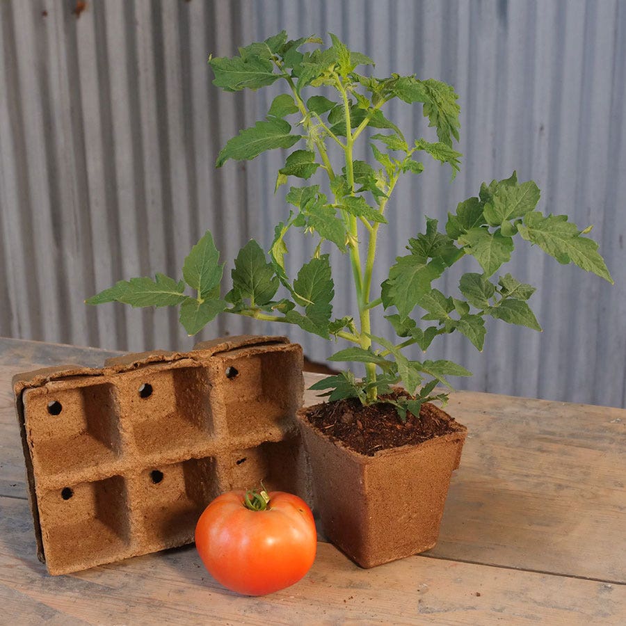 CowPots 3-inch Biodegradable - Pack of 3 (6-packs)
