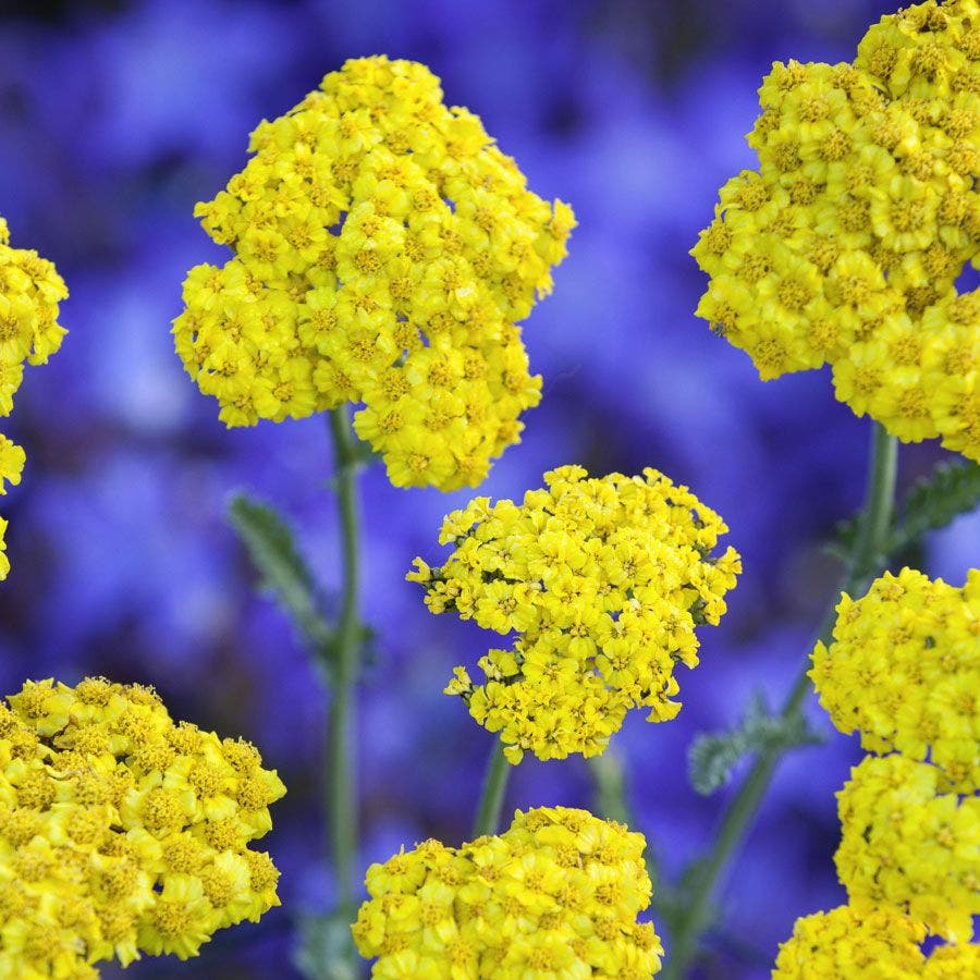 Little Moonshine Yarrow