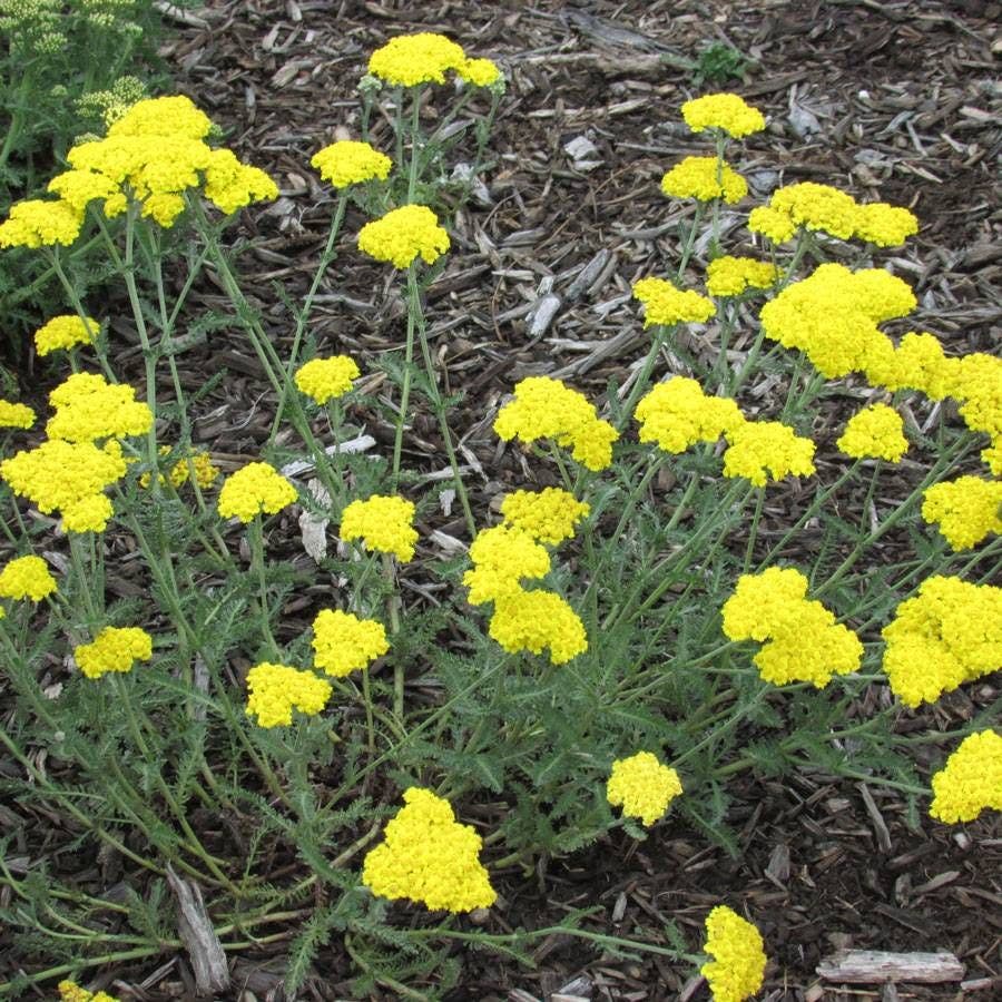 Little Moonshine Yarrow