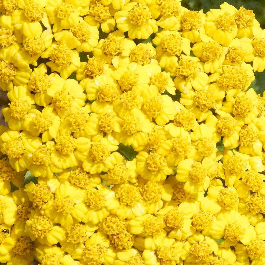 Little Moonshine Yarrow