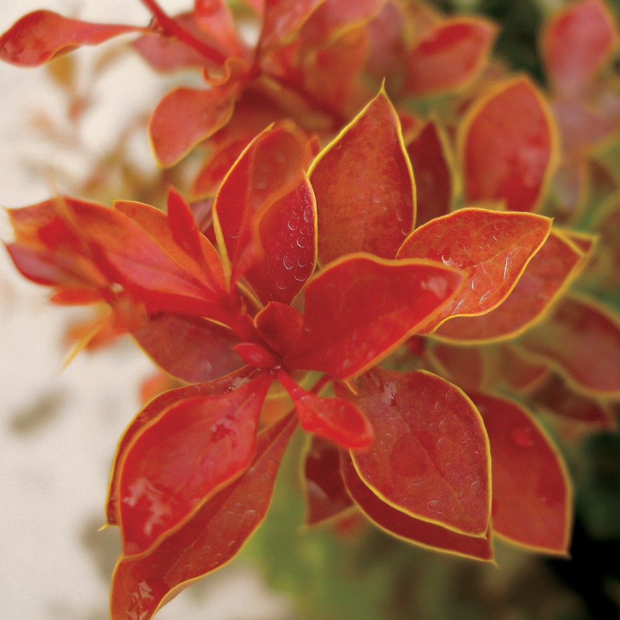 Admiration Barberry