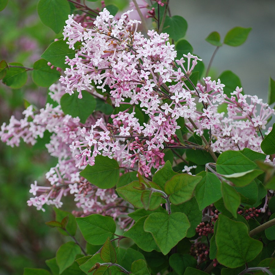 Josee Lilac
