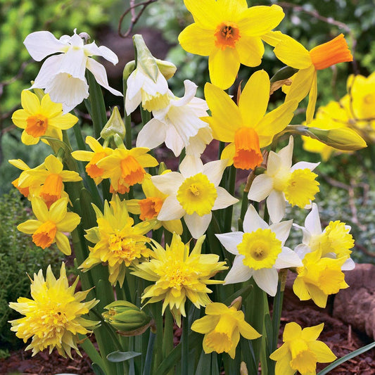 Narcissus Daffodil Garden Box Collection