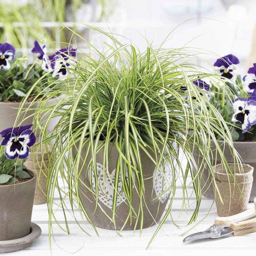 Carex EverColor® 'Eversheen' Japanese sedge