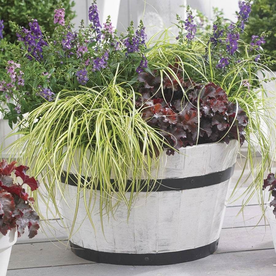 Carex EverColor® 'Eversheen' Japanese sedge