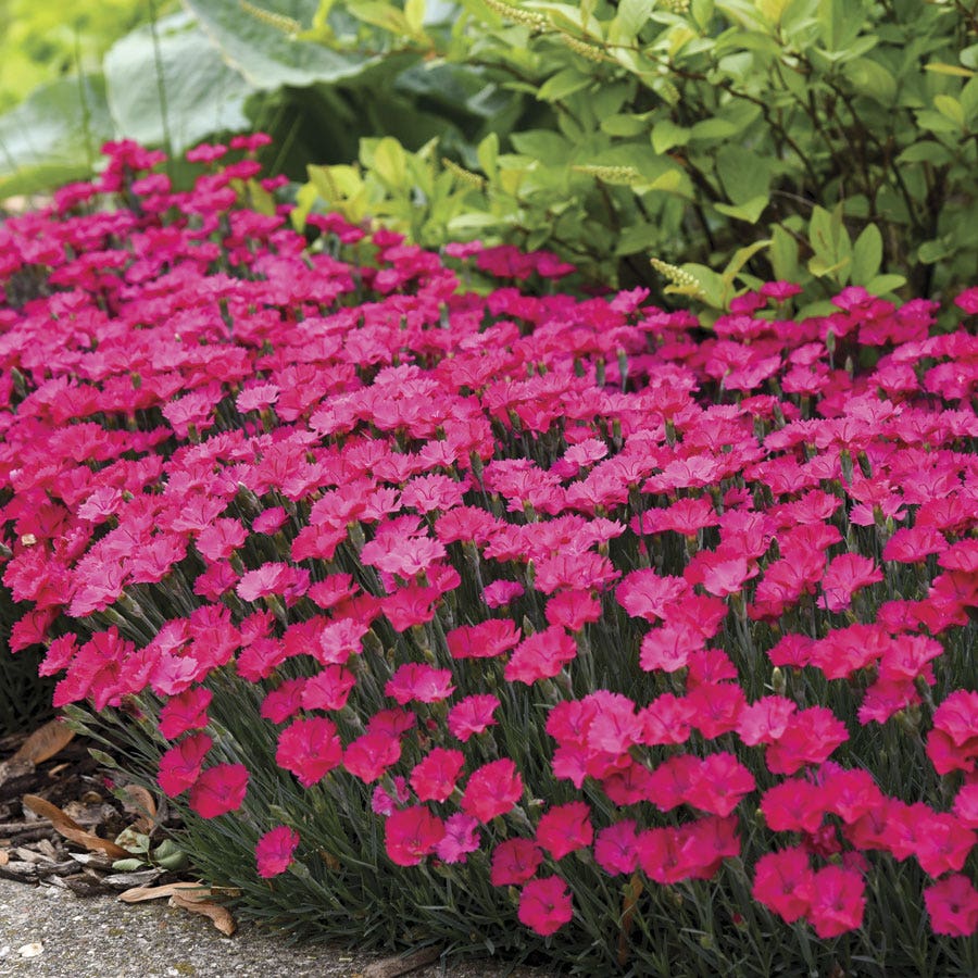 Dianthus 'Paint the Town Magenta'